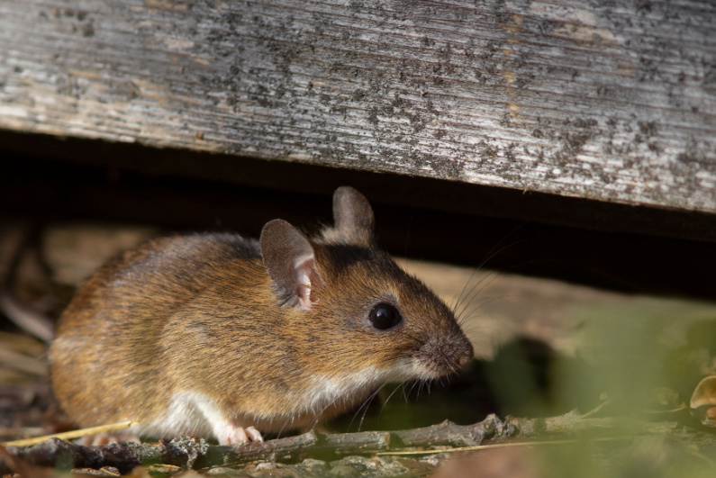 a brown mouse